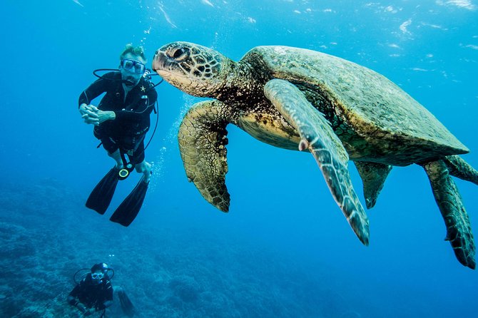 Maui Certified Shore Diving from Lahaina - The Meet-Up Reality: Address Is Not the Final Answer