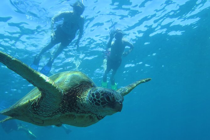 Maui Clear Kayak and Snorkel Tour: Swim with turtles (Makena) - Snorkeling with turtles: the optional switch you can make