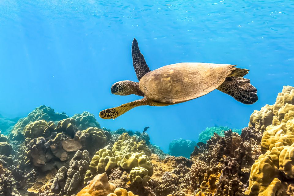 Maui: Eco-Friendly Molokini & Turtle Town Tour with Meals - Key points before you go