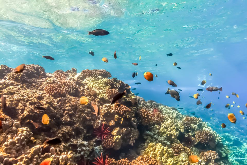 Maui: Eco-Friendly Molokini & Turtle Town Tour with Meals - Time on the water vs. comfort on the boat