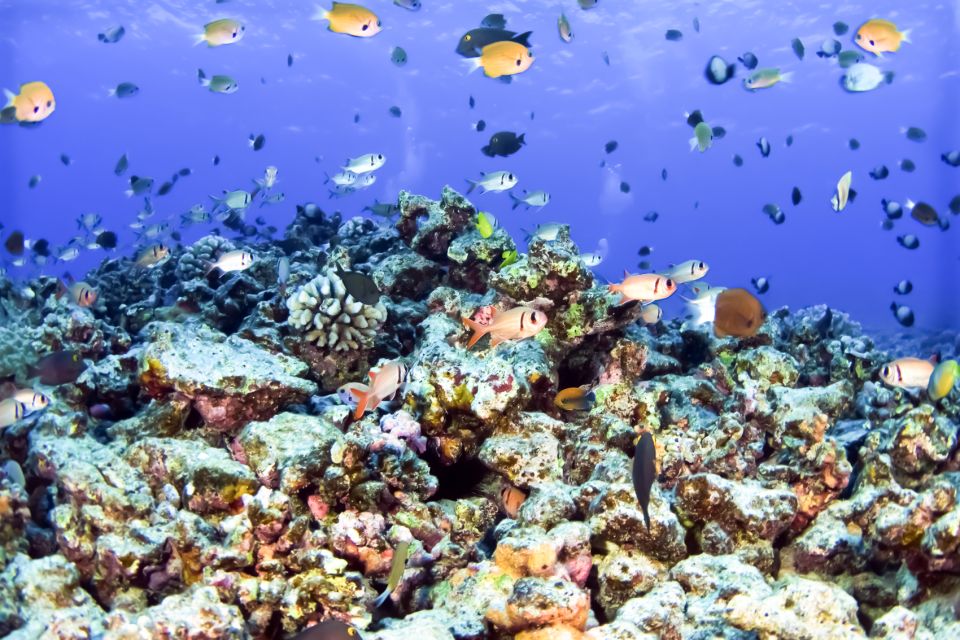 Maui: Eco-Friendly Molokini & Turtle Town Tour with Meals - Turtle Arches (Turtle Town): the hunt that feels more like a treasure map