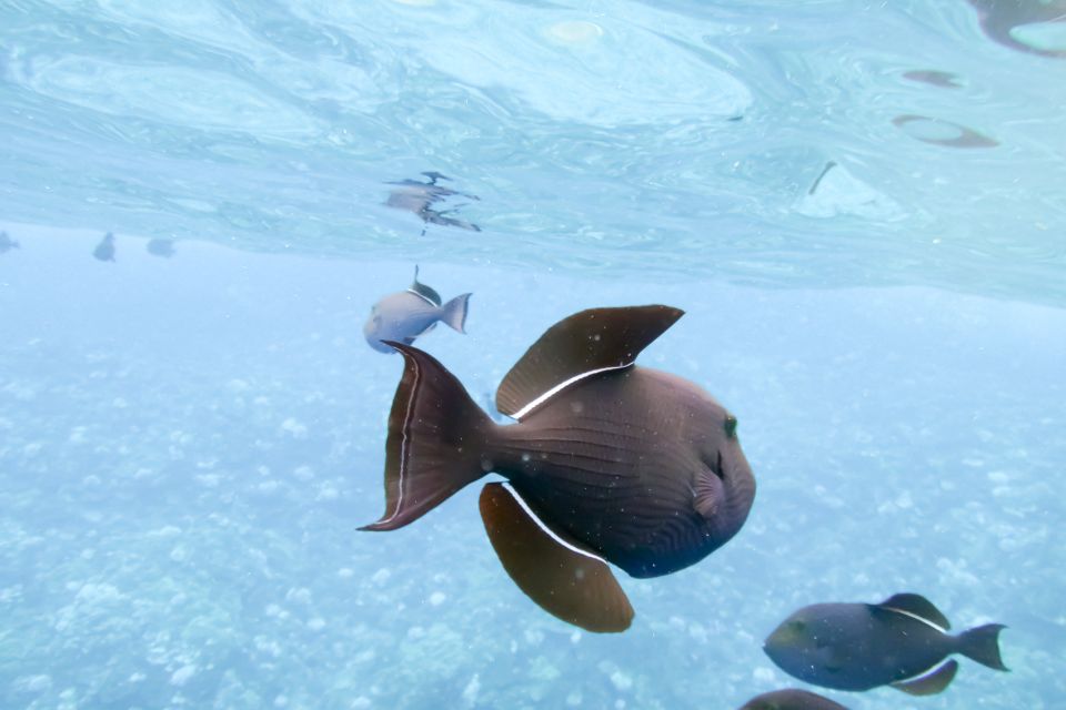 Maui: Eco-Friendly Molokini & Turtle Town Tour with Meals - Snorkel instruction: how they turn nervous beginners into calm swimmers