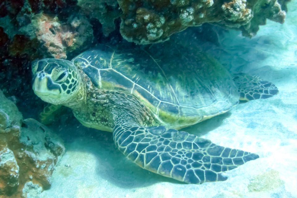 Maui: Eco-Friendly Molokini & Turtle Town Tour with Meals - Eco-friendly angle that actually matters (not just a label)
