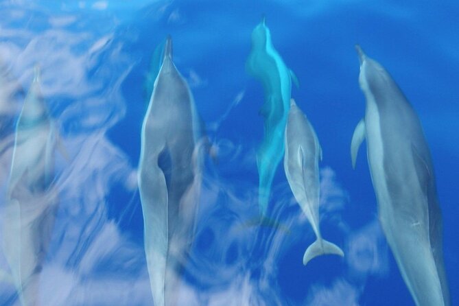 Maui Eco-Raft: 2 Hour Dolphin Watch Sightsee Tour (Semi-Private) - The Raft Setup: Close to the Ocean, Still Dry-Comfortable