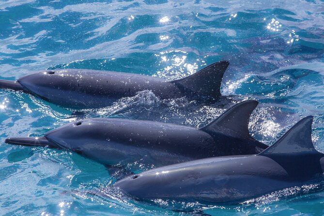Maui Eco-Raft: 2 Hour Dolphin Watch Sightsee Tour (Semi-Private) - Pricing: Is $96.52 Worth It for a 2-Hour Dolphin Search?