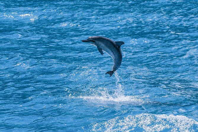 Maui Eco-Raft: 2 Hour Dolphin Watch Sightsee Tour (Semi-Private) - What to Bring (and What the Boat Won’t Allow)