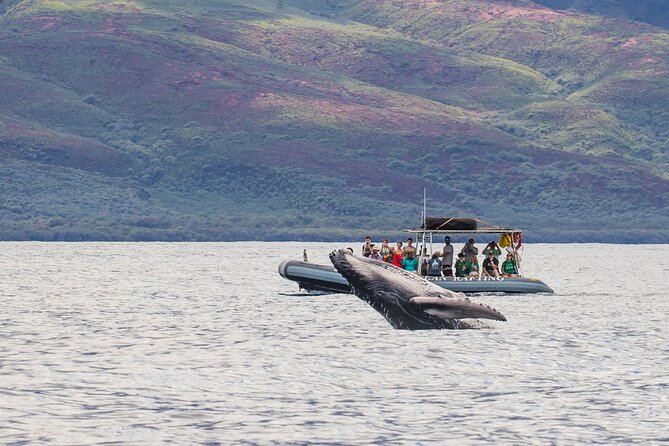 Maui Eco-Raft Tour: Eye-Level Whale or Dolphin Watching - Lahaina - Key highlights worth planning for
