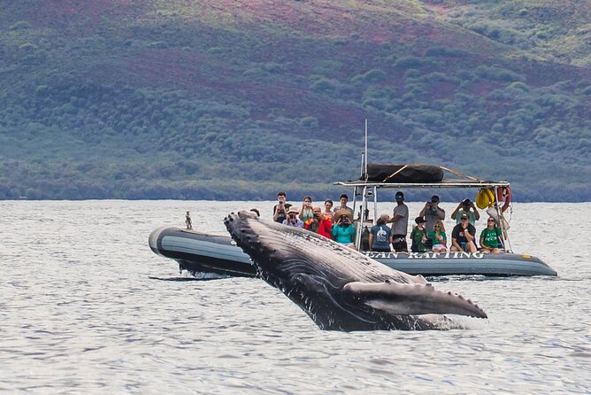 Maui Eco-Raft Tour: Eye-Level Whale or Dolphin Watching - Lahaina - Why This Eye-Level Raft Beats Big Boats off Lahaina