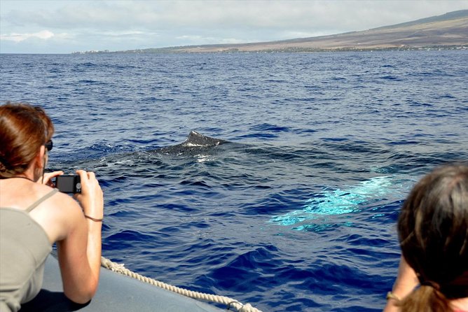 Maui Eco-Raft Tour: Eye-Level Whale or Dolphin Watching - Lahaina - How the Hydrophone Whale Songs Work (and Why It’s Not Just Sightseeing)