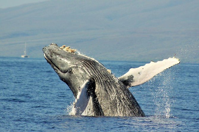 Maui Eco-Raft Tour: Eye-Level Whale or Dolphin Watching - Lahaina - What You Need to Bring: Sun, Spray, Shoes, and Reef-Safe Rules