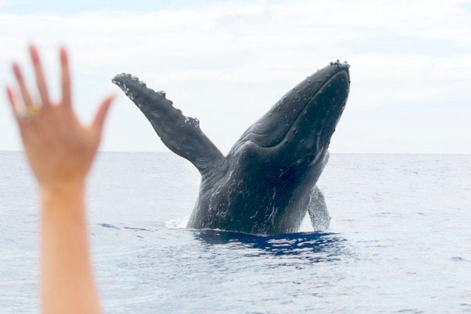 Maui Eco-Raft Tour: Eye-Level Whale or Dolphin Watching - Lahaina - Crew and Small-Group Vibe: The Difference You Feel on Board