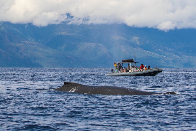 Maui Eco-Raft Tour: Eye-Level Whale or Dolphin Watching - Lahaina - Price and Logistics: Is $85.16 Worth It?