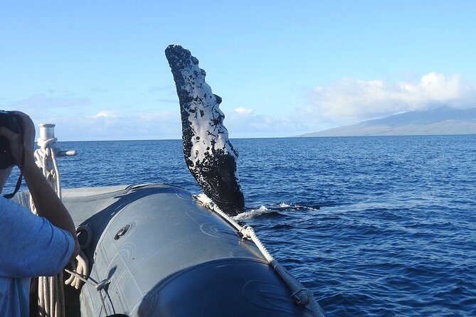 Maui Eco-Raft Tour: Eye-Level Whale or Dolphin Watching - Lahaina - Who Should Book This Raft Tour—and Who Should Skip