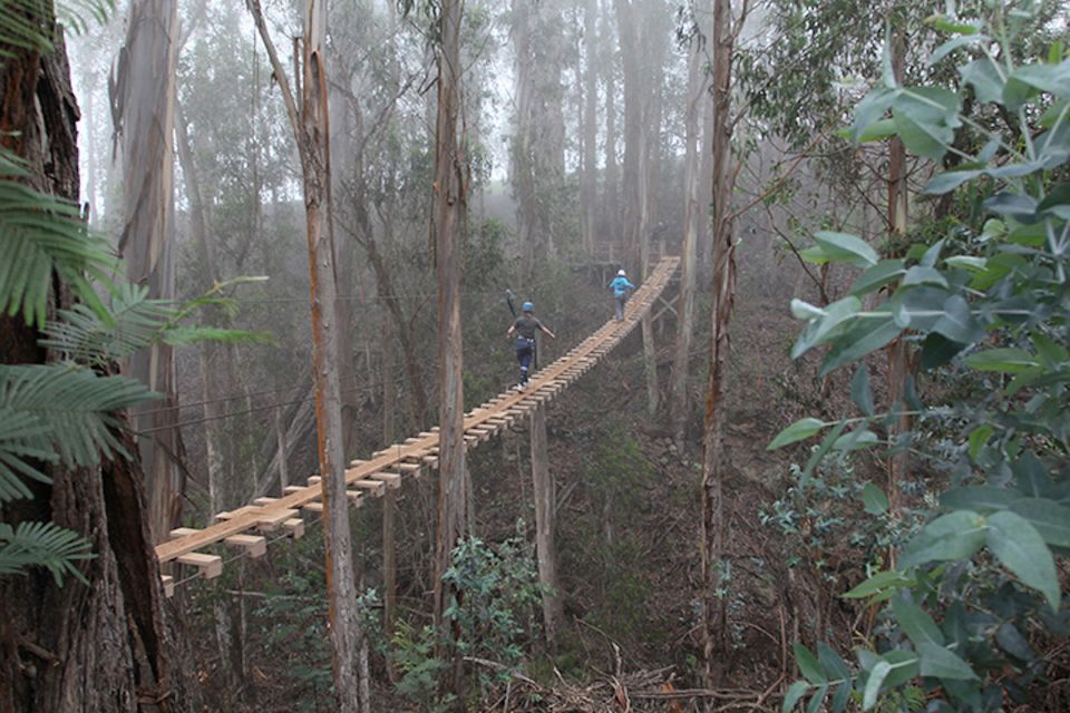 Maui: Haleakala 6-Line Zipline Adventure - The eucalyptus swinging bridge: the pause before you fly