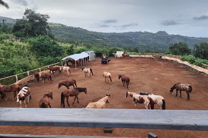 Maui Horseback Adventure at Circle M Ranch With Real Cowboys - Waihee Valley Coast Riding: Pacific Views and Photo Stops