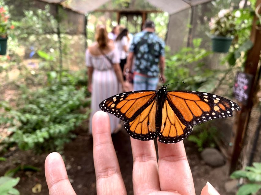 Maui: Interactive Butterfly Farm Entrance Ticket - Key Points You’ll Actually Care About