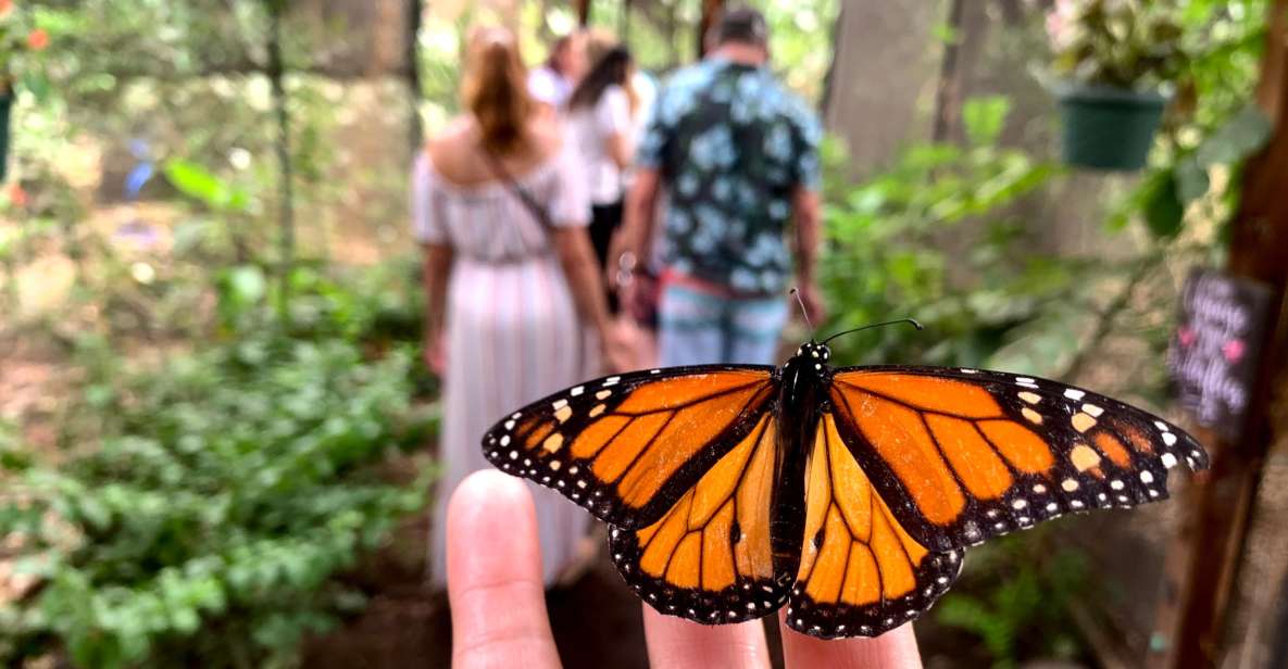 Maui: Interactive Butterfly Farm Entrance Ticket - Maui Butterfly Farm: A Small Ticket With a Big Mission