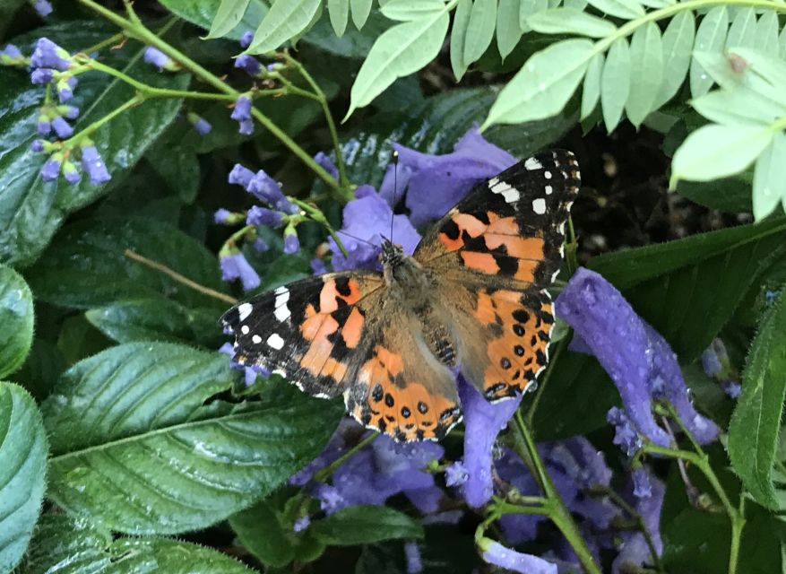Maui: Interactive Butterfly Farm Entrance Ticket - Monarchs, Rarity, and What You Can Do After Maui
