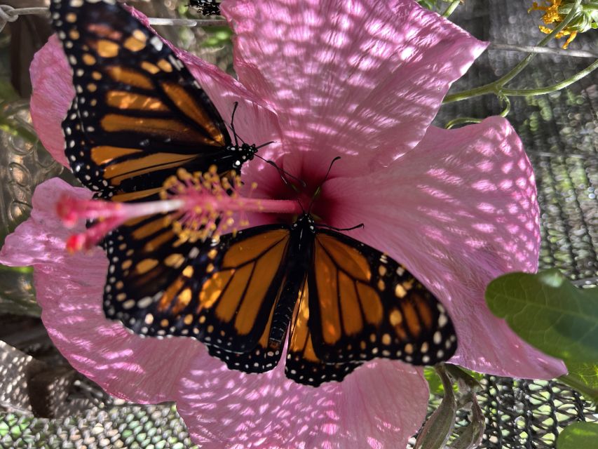 Maui: Interactive Butterfly Farm Entrance Ticket - Small Group + Live Guide = Better Questions