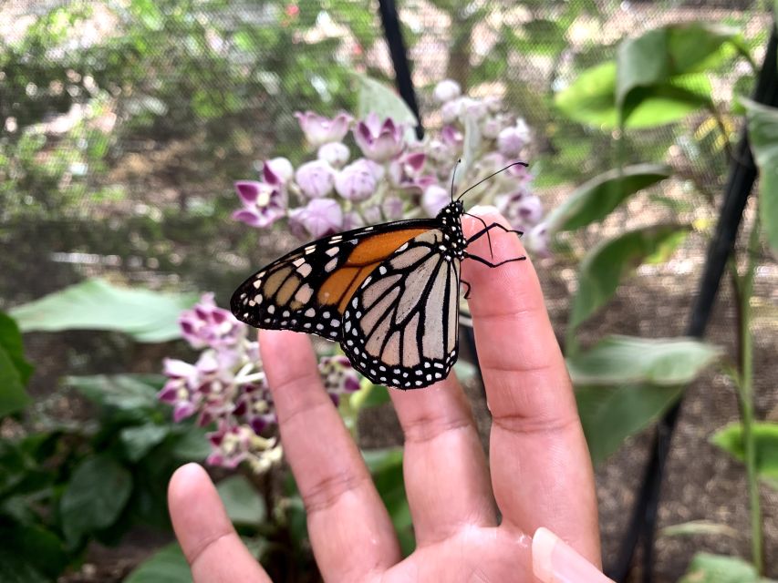 Maui: Interactive Butterfly Farm Entrance Ticket - Price and Value: What $49 Buys You on Maui