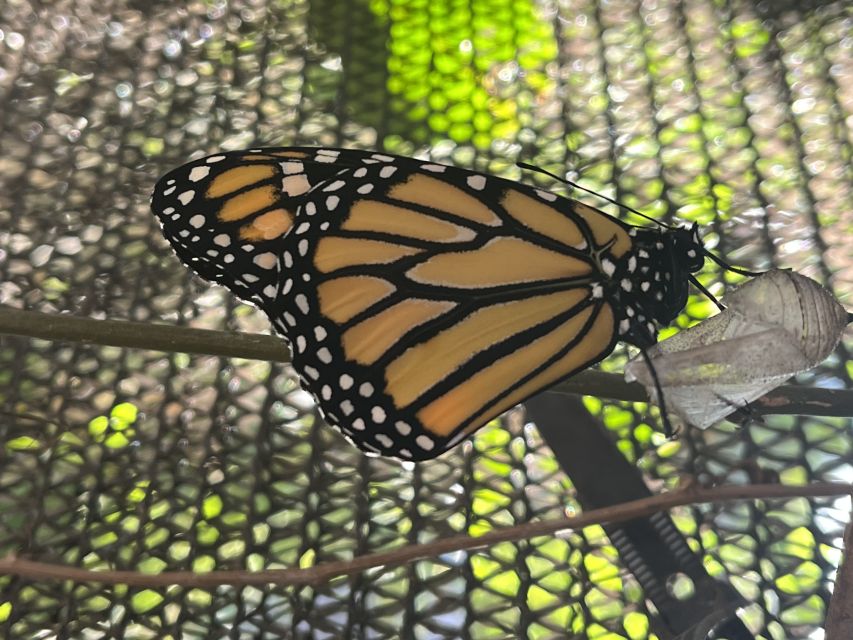 Maui: Interactive Butterfly Farm Entrance Ticket - Timing Tips: When to Fit It Into Your Maui Day