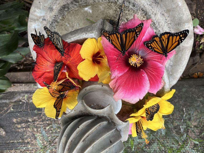 Maui: Interactive Butterfly Farm Entrance Ticket - Entering the Walk-In Habitat (And Why It Changes Everything)