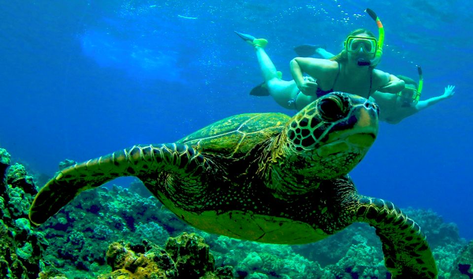 Maui: Kaanapali Beach 5-hr Snorkel w/ BBQ Lunch & Open Bar - Two Snorkel Stops Chosen by Seasonal Conditions