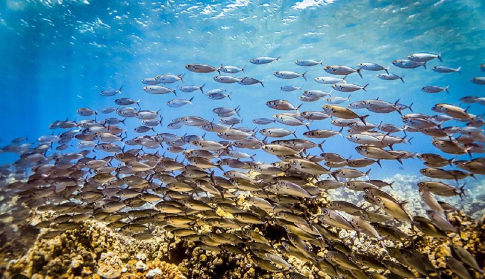 Maui: Kaanapali Beach 5-hr Snorkel w/ BBQ Lunch & Open Bar - Who This Maui Snorkel Sail Is Best For