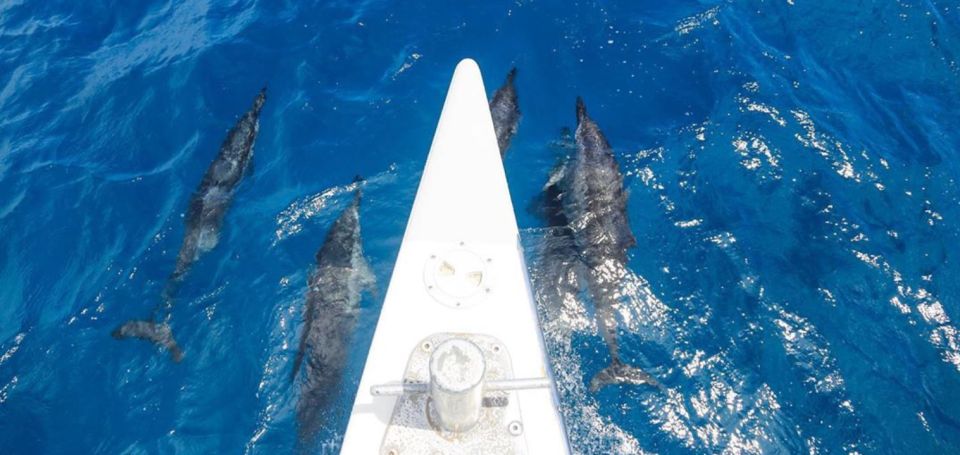 Maui: Kaanapali Beach 5-hr Snorkel w/ BBQ Lunch & Open Bar - Weather, Conditions, and How the Captain Responds