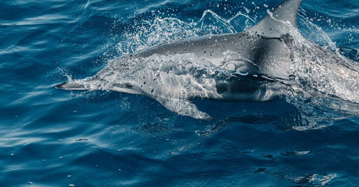 Maui: Kaanapali Dolphin Watching Boat Trip with Lunch - Luxury Catamaran Comfort and 360° Ocean Views