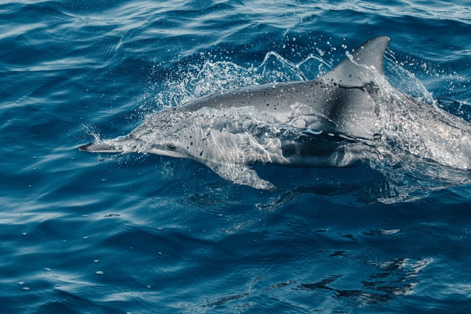 Maui: Kaanapali Dolphin Watching Boat Trip with Lunch - Marine Naturalist Time: What You Learn While You Sail