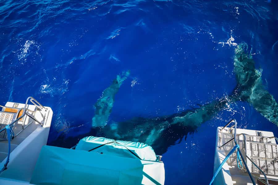 Maui: Ka'anapali Whale Watching Cruise on Luxury Sailboat - Ka’anapali Beach boarding: the smoothest kind of “start”