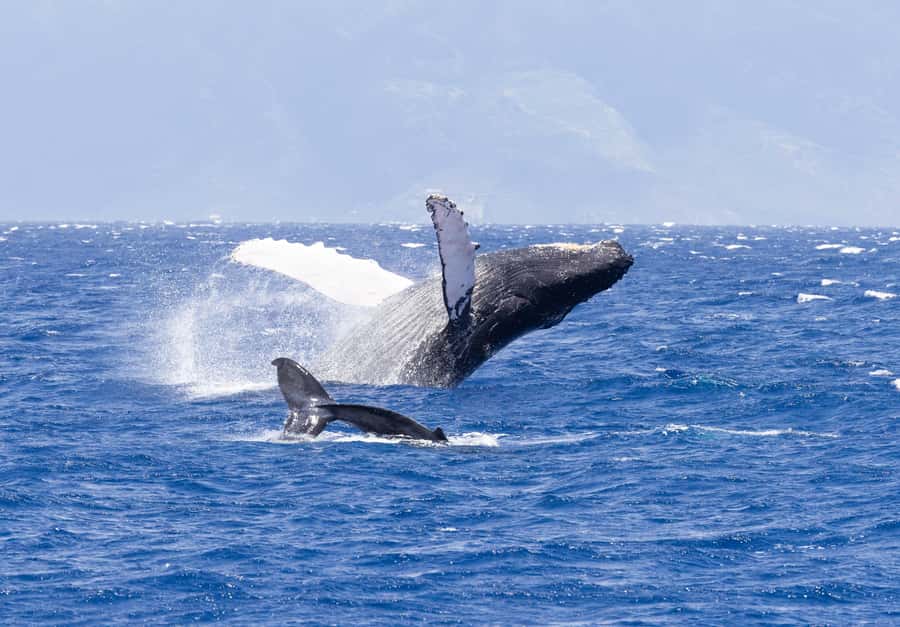 Maui: Ka'anapali Whale Watching Cruise on Luxury Sailboat - A luxury catamaran that doesn’t feel stiff or cramped