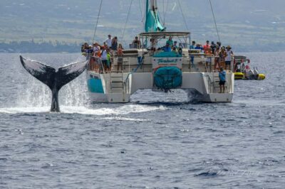 Maui: Ka'anapali Whale Watching Cruise on Luxury Sailboat - Marine naturalist + hydrophone: hearing whales, not just seeing them