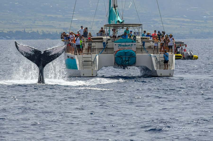 Maui: Ka'anapali Whale Watching Cruise on Luxury Sailboat - Marine naturalist + hydrophone: hearing whales, not just seeing them
