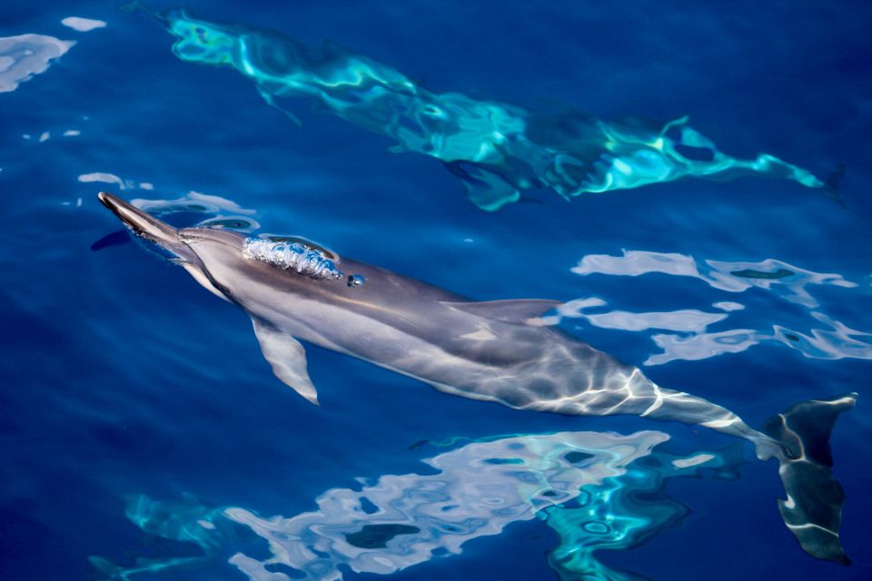 Maui: Lanai Snorkel & Dolphin Watch with Lunch - Quick reasons this Lanai snorkel-and-dolphin day works