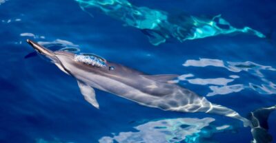 Maui: Lanai Snorkel & Dolphin Watch with Lunch - Breakfast on the way out: fueled, not rushed