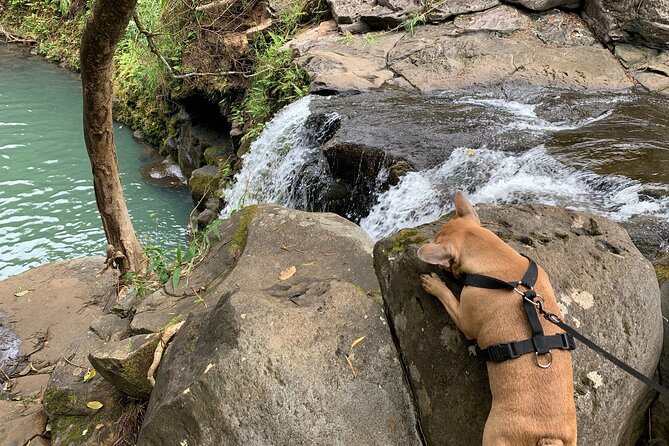 Maui Magical Waterfall and Jungle Tour: Road to Hana - Your Road to Hana plan: half-day coverage with less stress