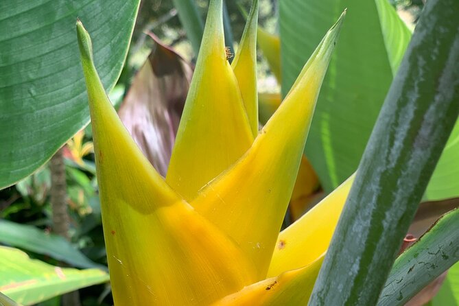 Maui Magical Waterfall and Jungle Tour: Road to Hana - Wailua Falls overlook: Keanae peninsula views and that coral church moment