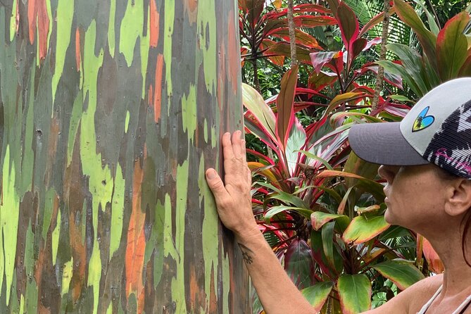 Maui Magical Waterfall and Jungle Tour: Road to Hana - Ke‘anae Arboretum: rainbow eucalyptus and labeled rainforest plants