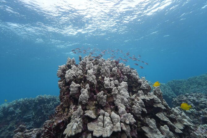 Maui: Molokini and Turtles Luxury Yacht Snorkel - Food, drinks, and that onboard rhythm (the value part)