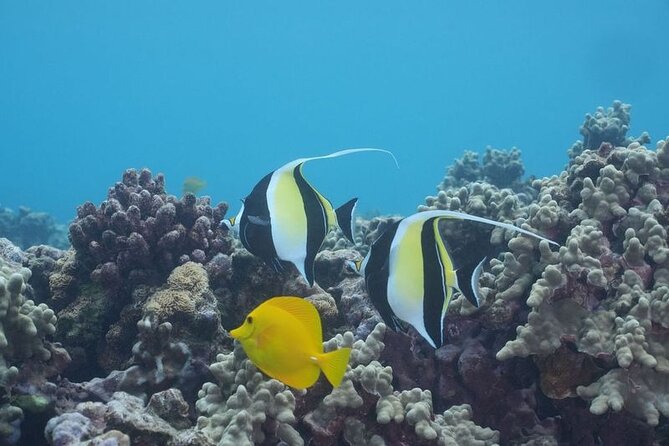 Maui: Molokini and Turtles Luxury Yacht Snorkel - Weather reality: the one part you can’t control
