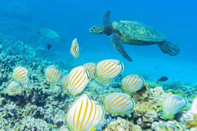 Maui: Molokini Crater and Turtle Town Snorkeling From Kihei - Boat ride comfort: small groups and smooth handling