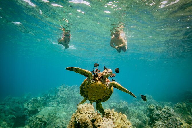 Maui: Molokini Crater and Turtle Town Snorkeling From Kihei - The price and value test: is $179 worth it?