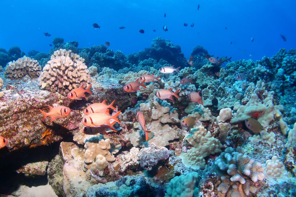 Maui: Molokini Snorkel and Performance Sail with Lunch - Molokini Crater: what you’re snorkeling and why it’s special