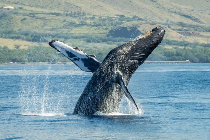 Maui: Original Sunset Cruise with Open Bar from Ka’anapali Beach - Sunset timing: why weather makes or breaks the best photos