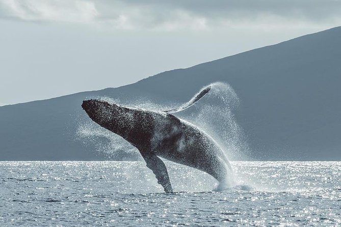 Maui: Original Sunset Cruise with Open Bar from Ka’anapali Beach - Parking, no hotel pickup, and how to plan your arrival