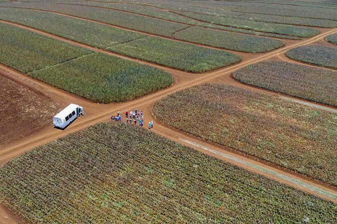 Maui Pineapple Farm Tour in Haliimaile - Why Hali’imaile Turns Pineapple Into a Real Story