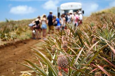 Maui Pineapple Farm Tour in Haliimaile - Maui Gold Tasting: How to Get the Most From the Samples