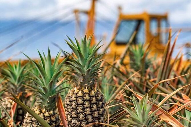 Maui Pineapple Farm Tour in Haliimaile - Price and Value: What $99.48 Actually Buys You